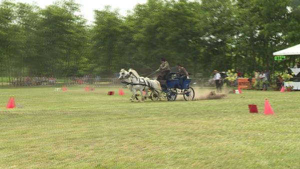 Újkígyósi Lovasnapok /fotó.Fazekas Róbert/