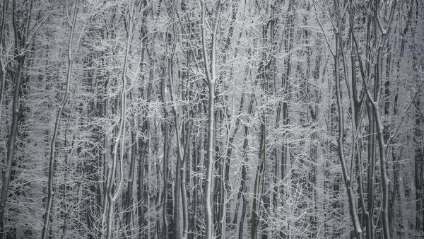 Eplény, 2016. január 2.
Havas fák az eplényi Síarénában 2016. január 2-án.
MTI Fotó: Bodnár Boglárka