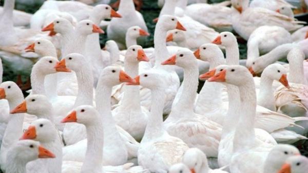 A kép illusztráció