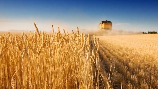 A combine harvester working in a wheat field,(focus on front row of wheat)