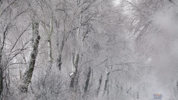 Debrecen, 2016. január 9.Egy autóbusz halad a zúzmarás fák között Debrecen közelében 2016. január 9-én.MTI Fotó: Czeglédi Zsolt