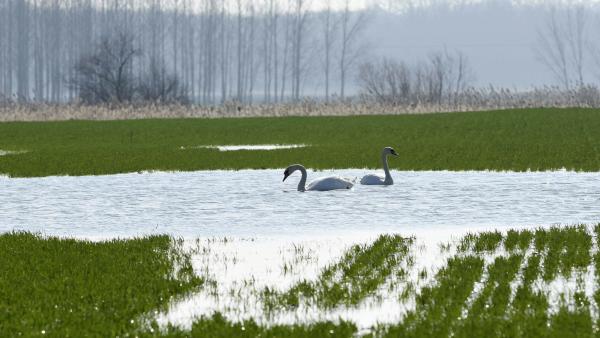 Szolnok, 2016. február 20.Egy hattyúpár úszkál a belvízzel borított õszi búza vetésben Szolnok határában 2016. február 20-án.MTI Fotó: Mészáros János