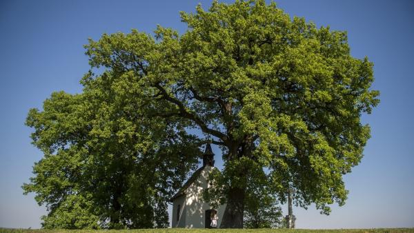 Bátaszék, 2016. április 21.
A bátaszéki molyhos tölgyfa, amely 2016-os év európai fája lett, és a Szent Orbán kápolna Bátaszék közelében 2016. április 21-én. A Brüsszelben nyilvánosságra hozott eredmény szerint az idén februárban meghirdetett versenyen a