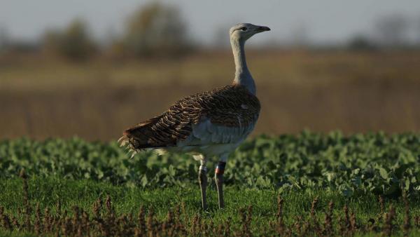 Fiatal túzok kakas gyűrűvel Fotó:Széll Antal