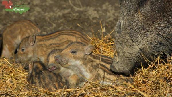 Körösvölgyi Állatpark, fotó: Czifrák Gábor