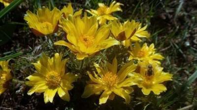 Volgamenti hérics. Fotó: Körös-Maros Nemzeti Park Igazgatóság