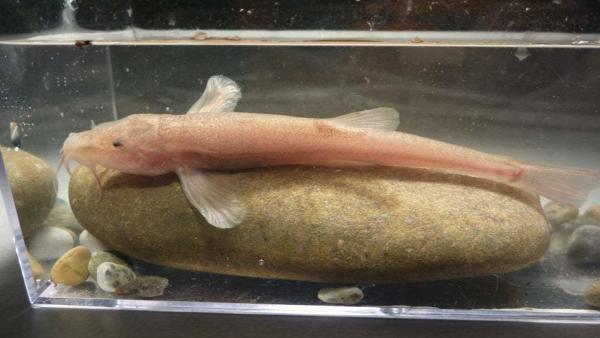 Forrás: Jasminca Behrmann-Godel