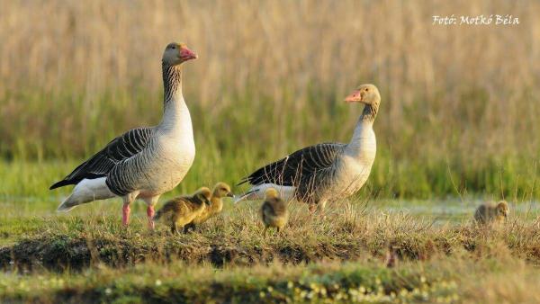 Fotó: Motkó Béla