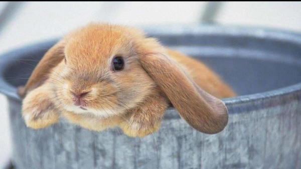 Kiemelt kép: berwickspringsvet.com.au