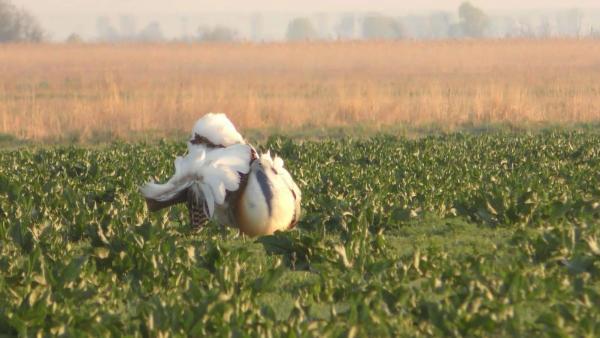 Illusztráció Fotó forrás: Széll Antal