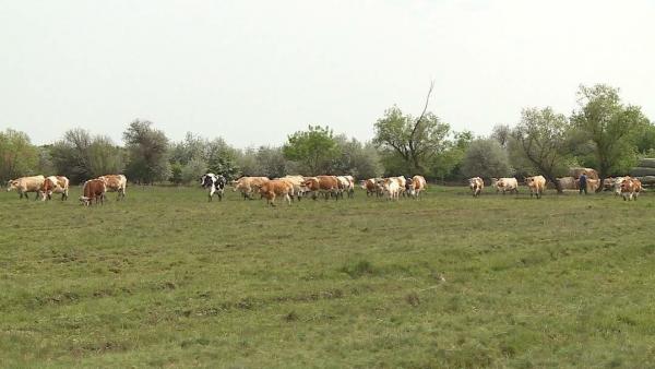 Az egységes kérelmeket május 15-ig lehet benyújtani, a határidőig beadott kérelmeket késedelmi szankció nélkül május 31-ig - adatváltozás keretében - lehet módosítani. Fotó: Kugyelka Attila