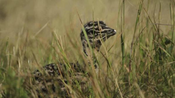 Kibújtak a tojásból az első túzokcsibék. Archív fotó: KMNPI