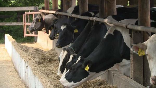 Kiváló szarvasmarha génállomány köré építenének infrastruktúrát. Fotó: Kovács Dénes