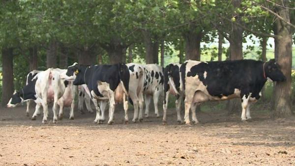 A kép illusztráció (fotó: behir.hu/ Kovács Dénes)