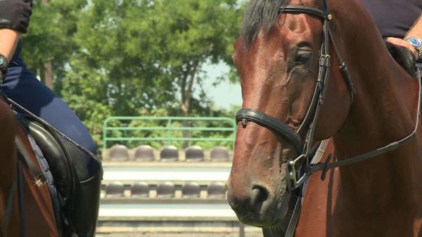 Rendőrlovas verseny Mezőhegyesen. Fotó: Fazekas Róbert