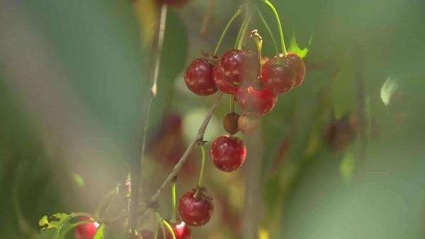 Békés megyében kedvező volt az időjárás a meggytermésnek. A szakemberek szerint így nem csak rekord mennyiségű, hanem az országos átlagnál jobb minőségű gyümölcsöt szüretelnek a napokban. Fotó: Ujházi György