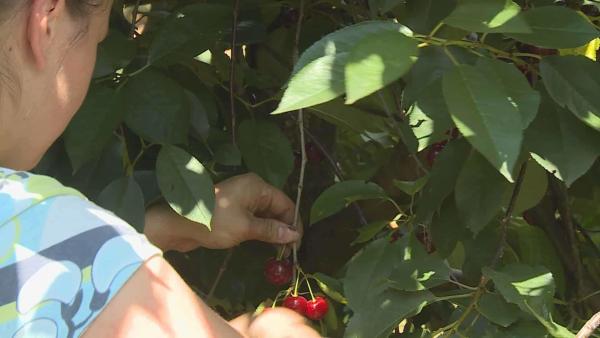 Békés megyében kedvező volt az időjárás a meggytermésnek. A szakemberek szerint így nem csak rekord mennyiségű, hanem az országos átlagnál jobb minőségű gyümölcsöt szüretelnek a napokban. Fotó: Ujházi György