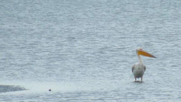 Fotó: Koczka András