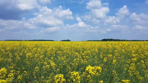 Illusztráció: behir.hu/ Kovács Dénes