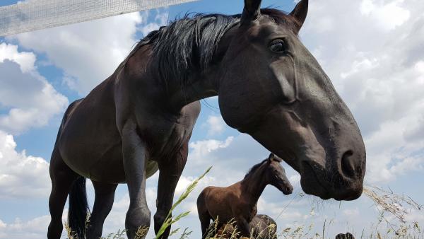 Visszatérhetnek szülővárosukba a mezőhegyesi lófajták. Fotó: Kovács Dénes