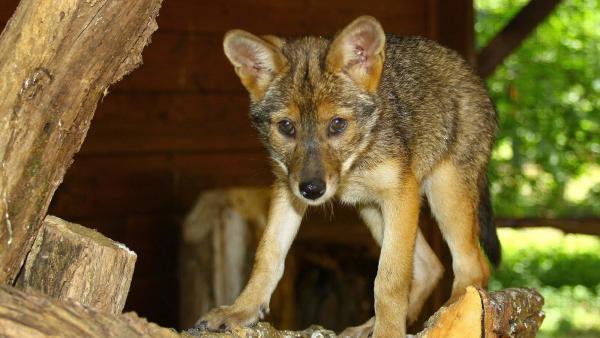 fotó: Czifrák Gábor