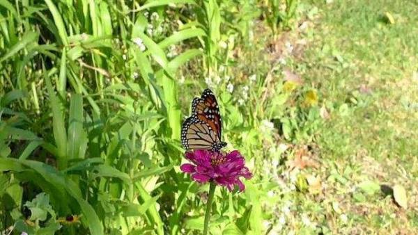 fotó: agrarszektor.hu