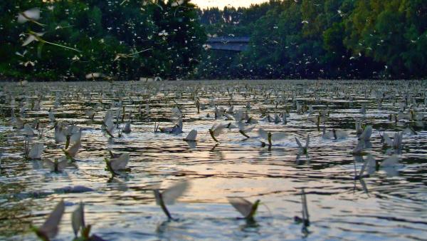 Fotó: Tószögi György