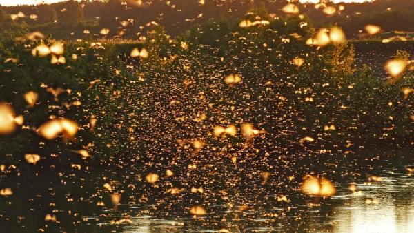 Fotó: Tószögi György