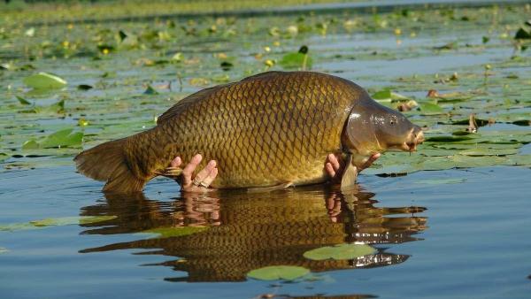 Fotó: hazaivadasz.hu
