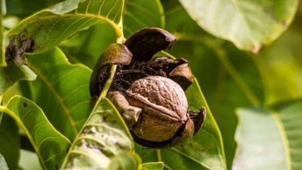 fotó: balintgazda.hu