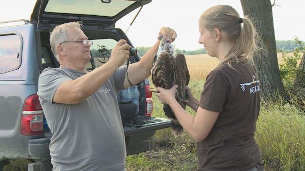 Öt Békés megyei parlagi sas fióka kapott rádiós jeladót. Fotó: Kugyelka Attila