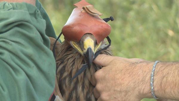 Öt Békés megyei parlagi sas fióka kapott rádiós jeladót. Fotó: Kugyelka Attila
