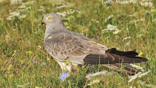 Illusztráció Fotó: kmnp.hu