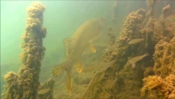 Csuka a Csaba-tóban