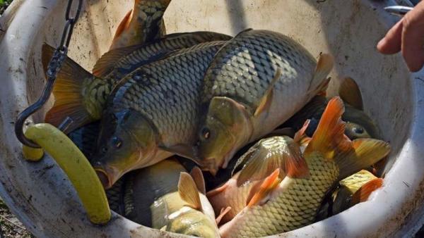 Illusztráció: Bogdány Zoltán