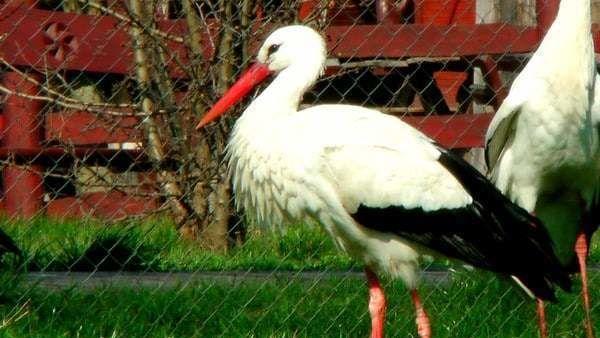 Fotó: Hortobágyi Madárpark