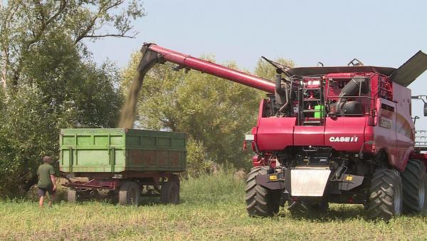 Már aratják a kendert Dévaványa mellett. Fotó: Kovács Dénes