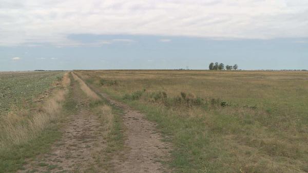 Szürkemarhákkal őrzik meg a Csanádi-puszták sokszínű élővilágát Fotó: Tóth Áron