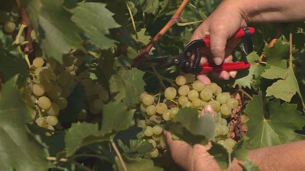 Illusztráció (Fotó: behir.hu)