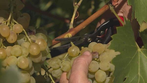 Illusztráció (Fotó: behir.hu)