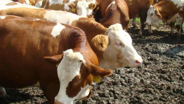 Magyar tarka. Fotó: Nyugat.hu