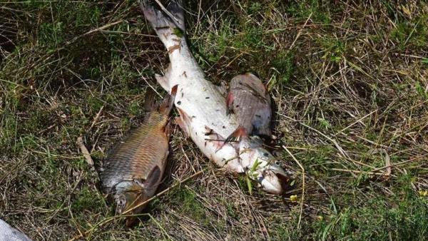 Az orvhalászat áldozatául esett halak – Archív fotó: KHESZ