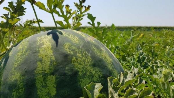 A kép illusztráció 