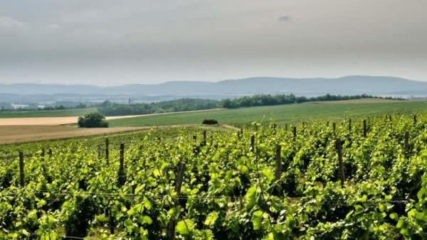 (Fotó: etyekikuria.com)