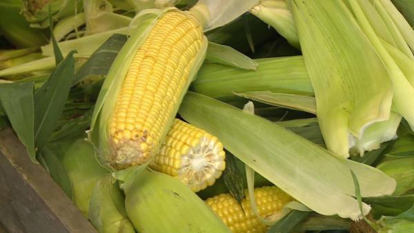 (Fotó: Kugyelka Attila)