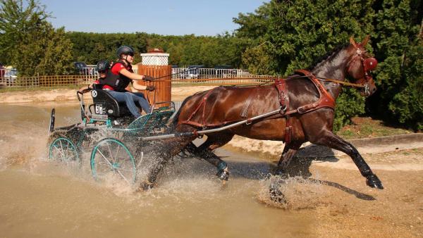 (Fotó: Prof. Dr. Fehér Károly)