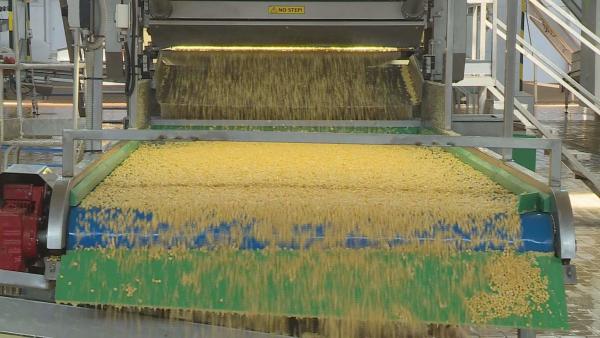 Idén előreláthatólag 52-54 ezer tonna csemegekukoricát dolgoznak fel, amivel várhatóan az elmúlt 10 év egyik legnagyobb termelési terve teljesül. Fotó: Fazekas Róbert