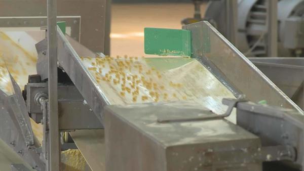 Idén előreláthatólag 52-54 ezer tonna csemegekukoricát dolgoznak fel, amivel várhatóan az elmúlt 10 év egyik legnagyobb termelési terve teljesül. Fotó: Fazekas Róbert