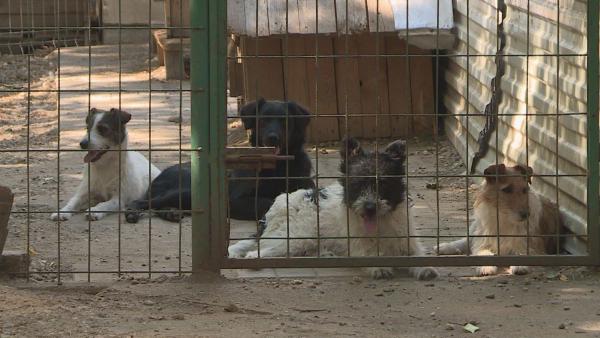 Több millió forinttal támogatja az állatmenhelyeket az állam