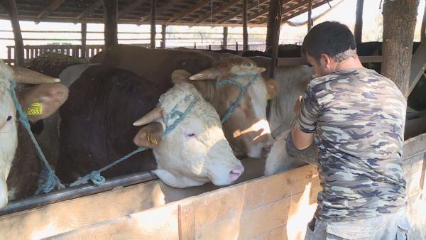 Hároméves kutatás-fejlesztési program indul Magyarországon azért, hogy teljes egészében kiváltható legyen az importból származó génmódosított szója a hazai takarmányokból. Fotó: Ujházi György